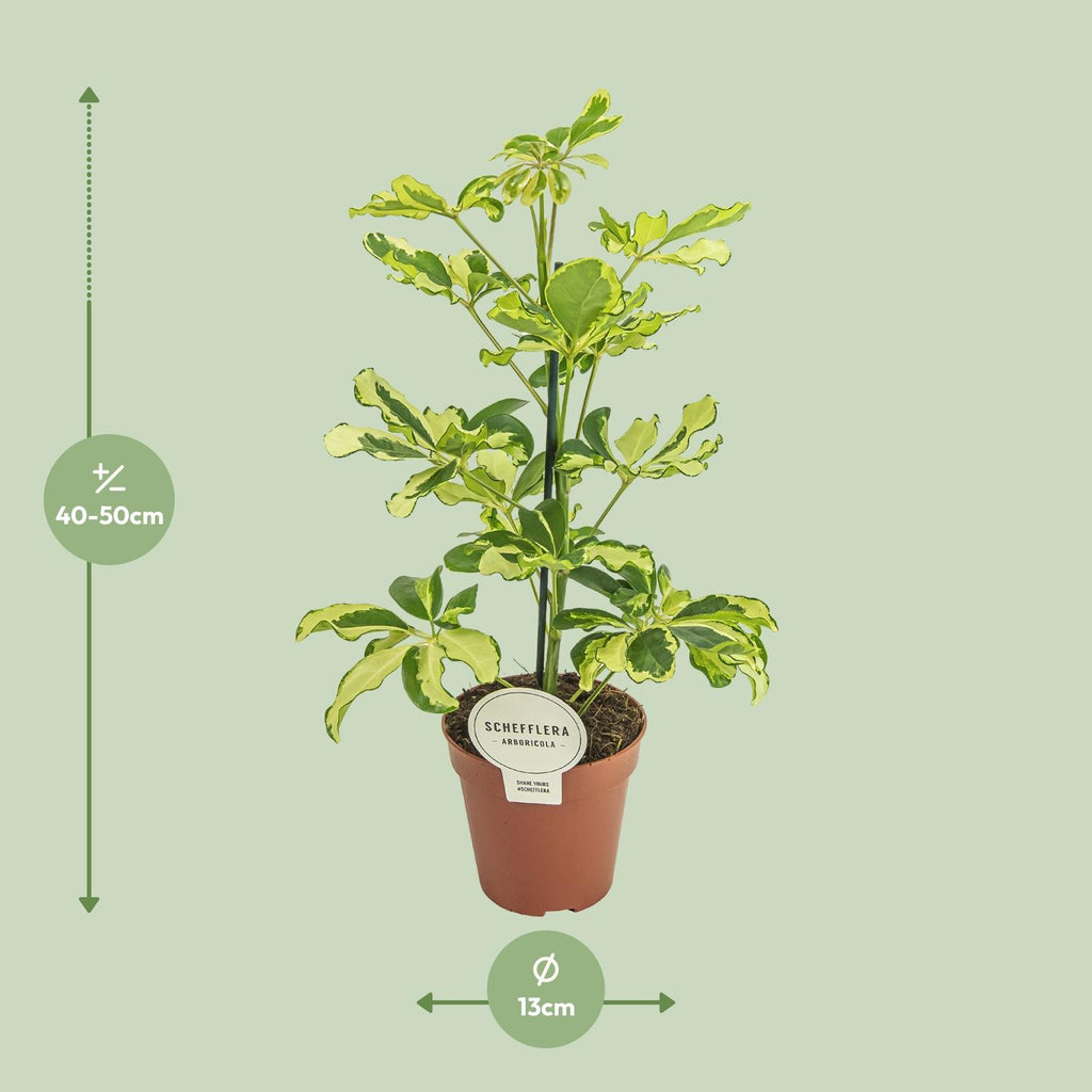 Schefflera Charlotte - Ø13cm - ↕45cm