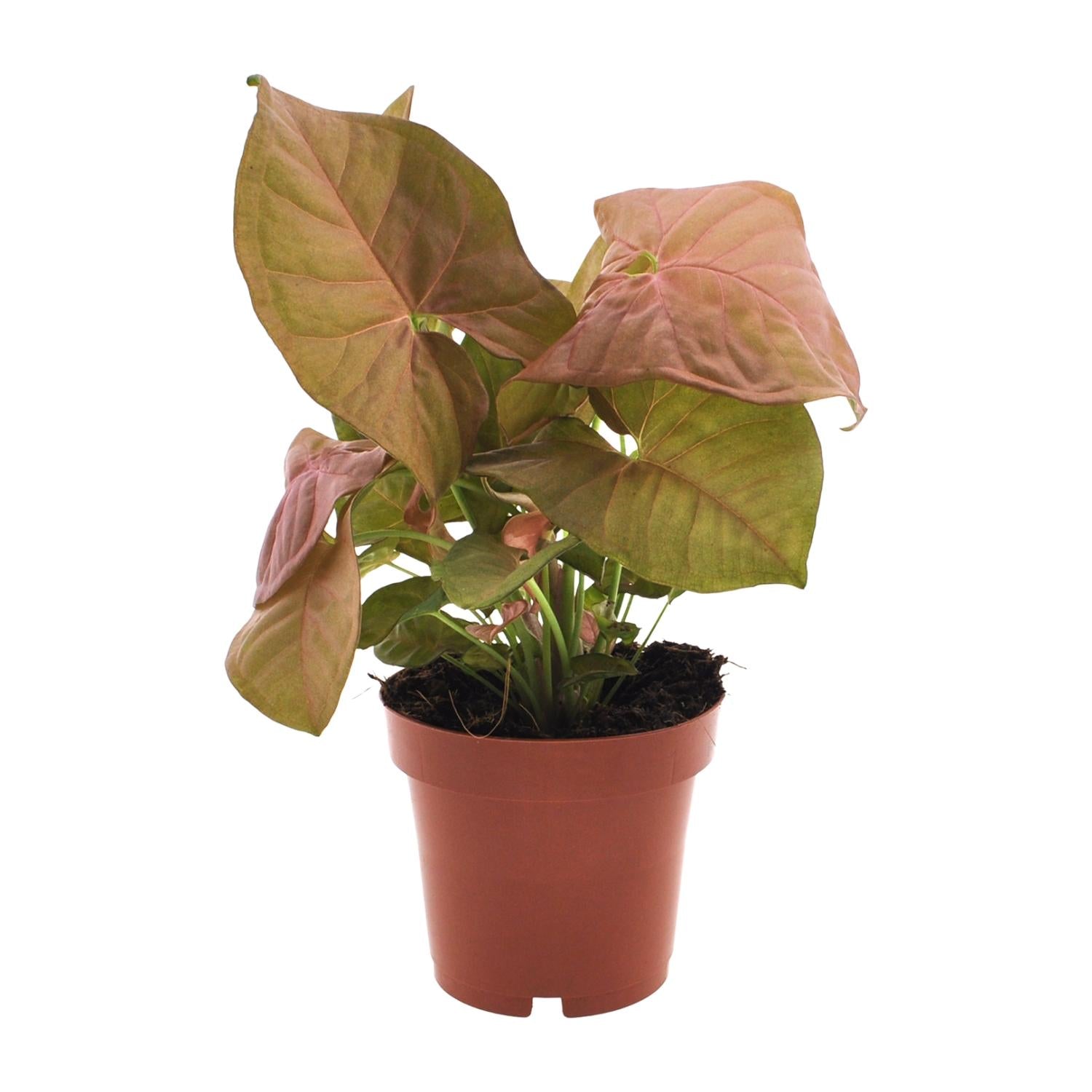 Syngonium Neon - Ø12cm - ↕25cm