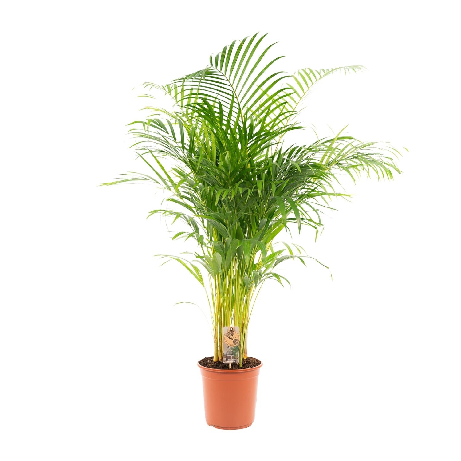 Areca palm - Ø21cm - ↕130cm