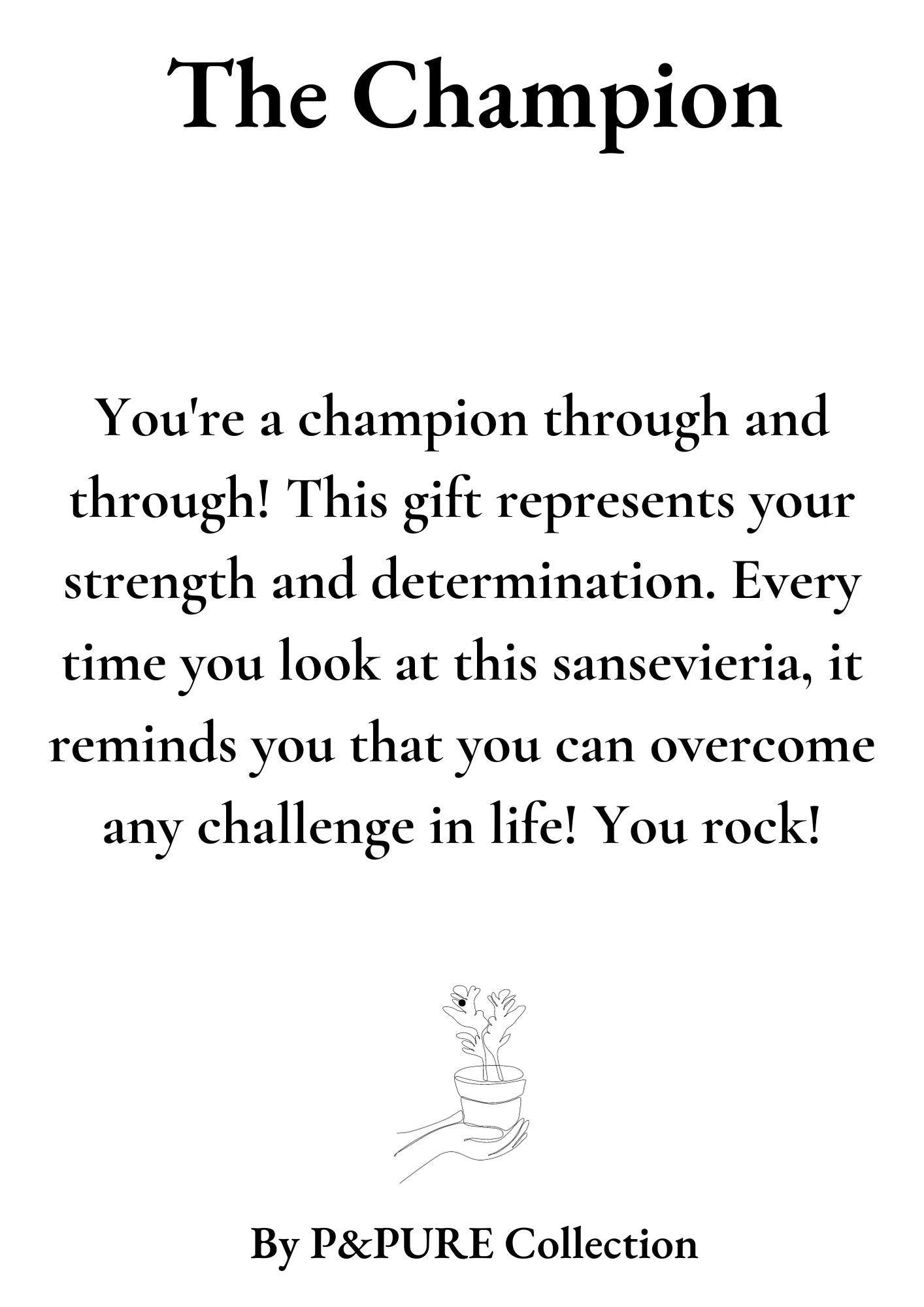 Sansevieria Gift "The Champion" WITH GREETING CARD! - Ø12cm - ↕30cm