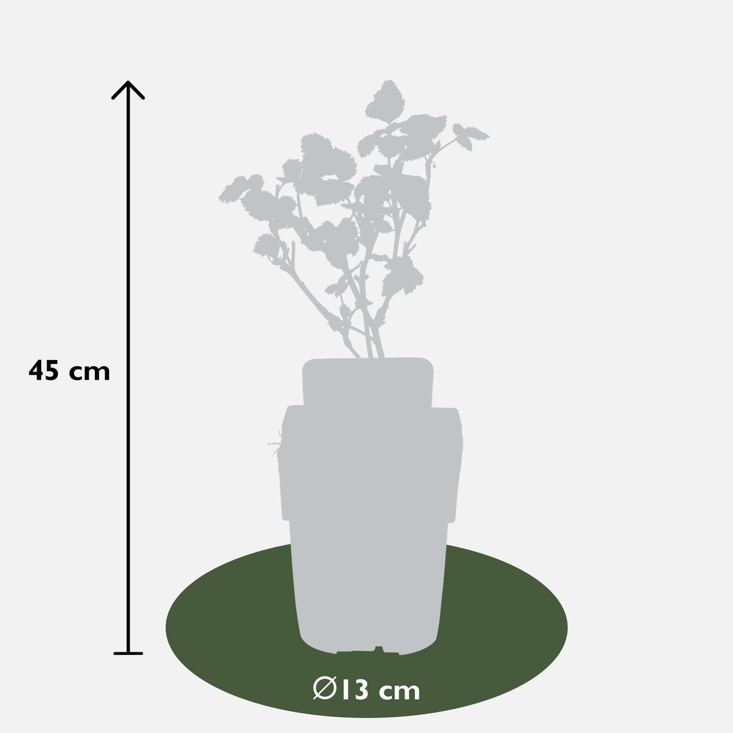 Rubus fruticosus 'Black Satin' - Doornloze Braam - Ø13cm - ↕45cm