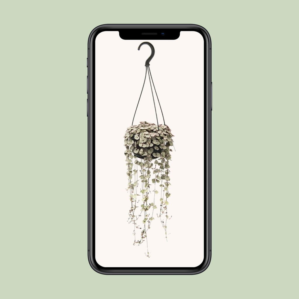 Ceropegia Linearis Subsp. Woodii Variegata - Ø14cm - ↕38cm