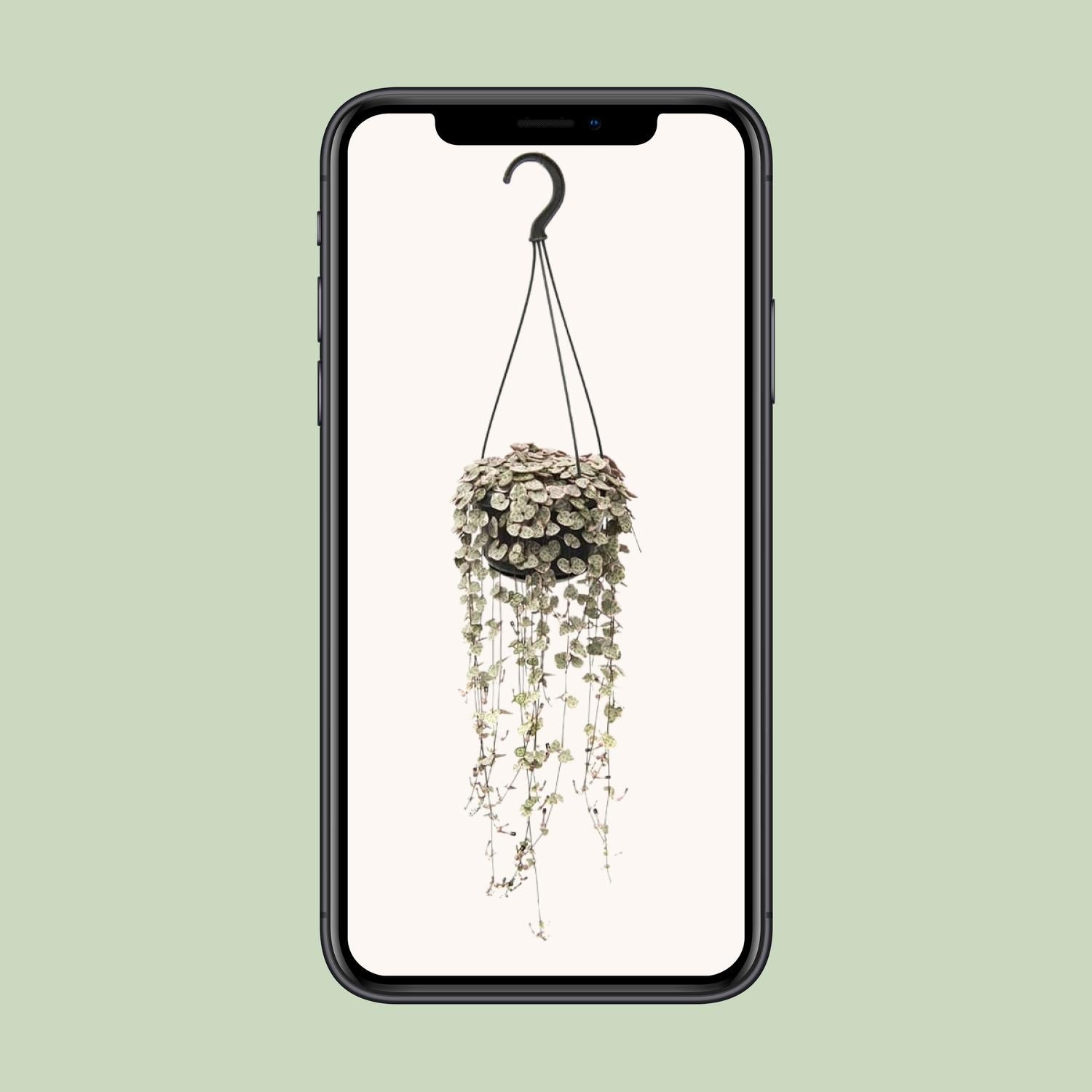 Ceropegia Linearis Subsp. Woodii Variegata - Ø14cm - ↕38cm