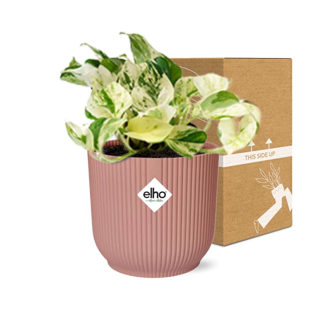 Epipremnum Pinnatum Happy Leaf in ELHO Vibes Fold 14cm roze
