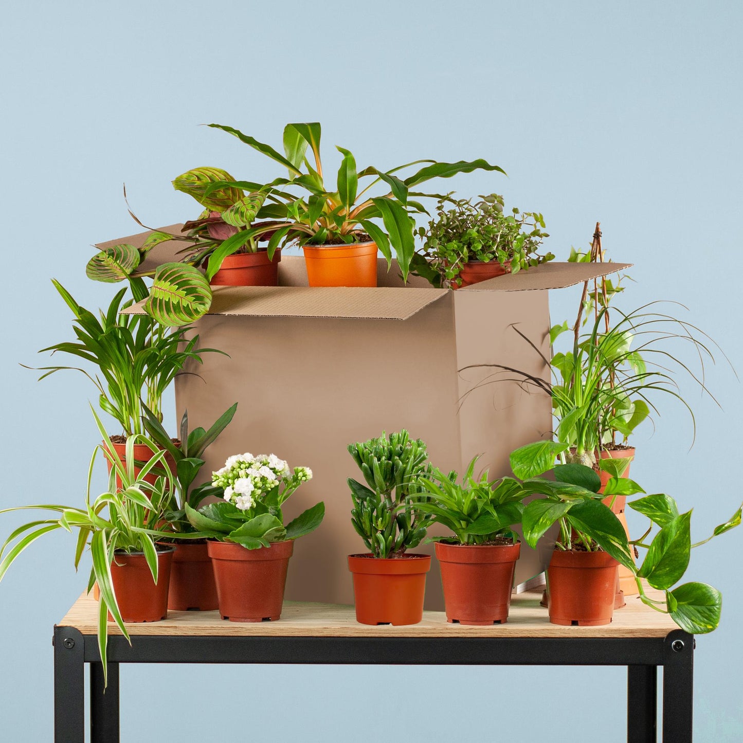 Groene Kneusjesbox (12 stuks)