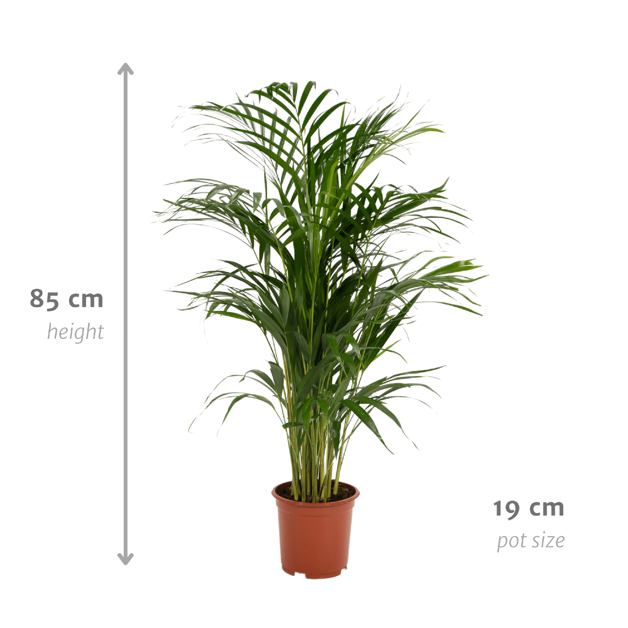 Areca palm - Ø17cm - ↕70cm