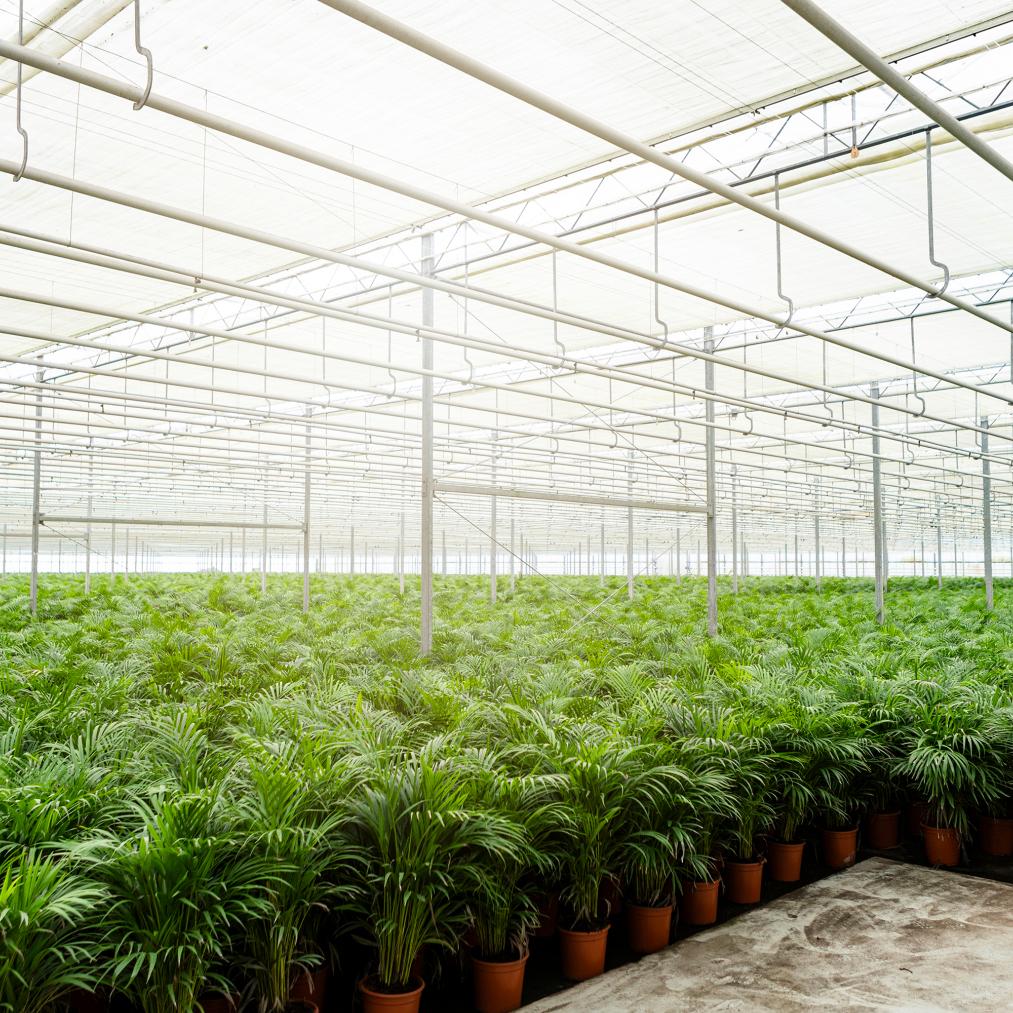 Areca palm - Ø21cm - ↕130cm