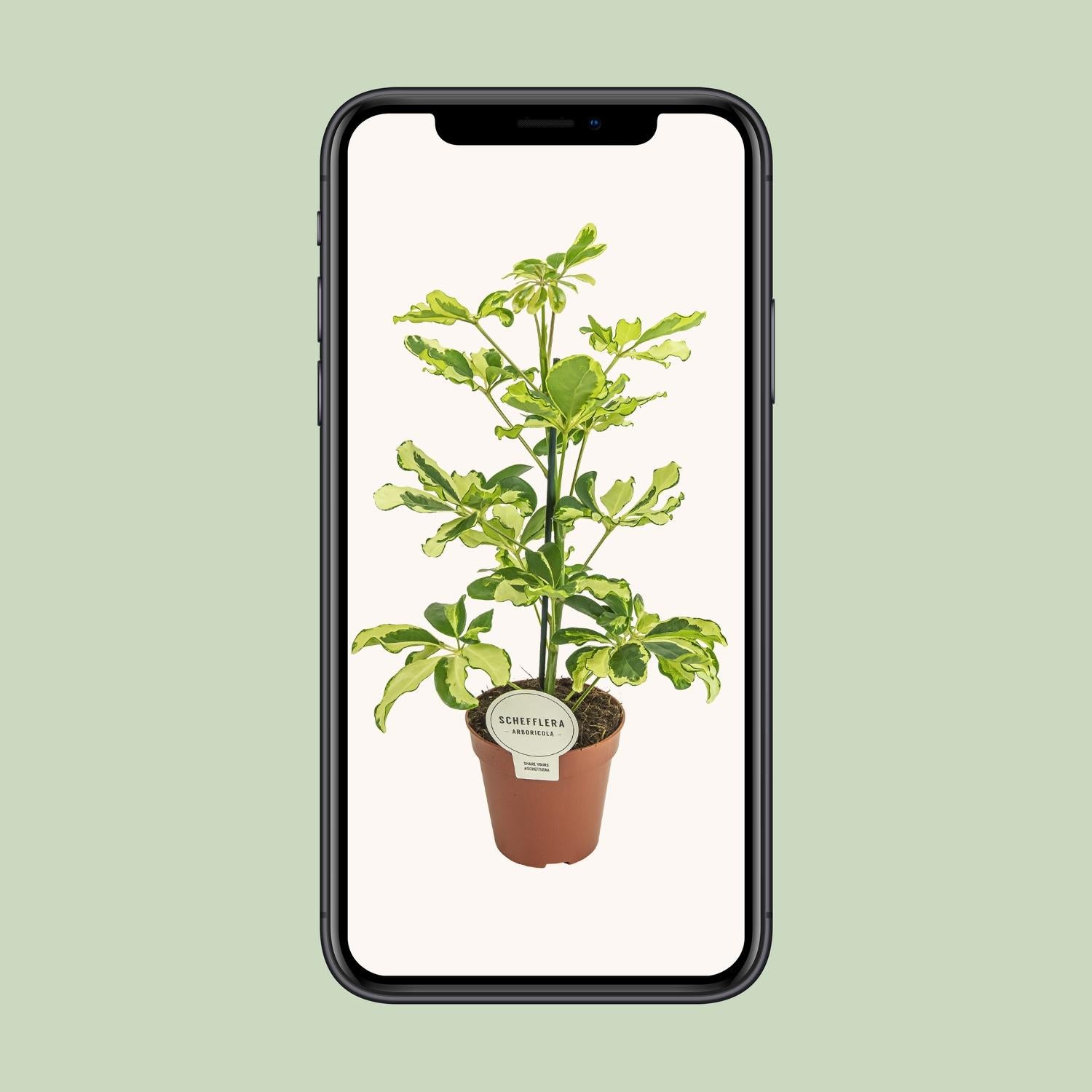 Schefflera Charlotte - Ø13cm - ↕45cm