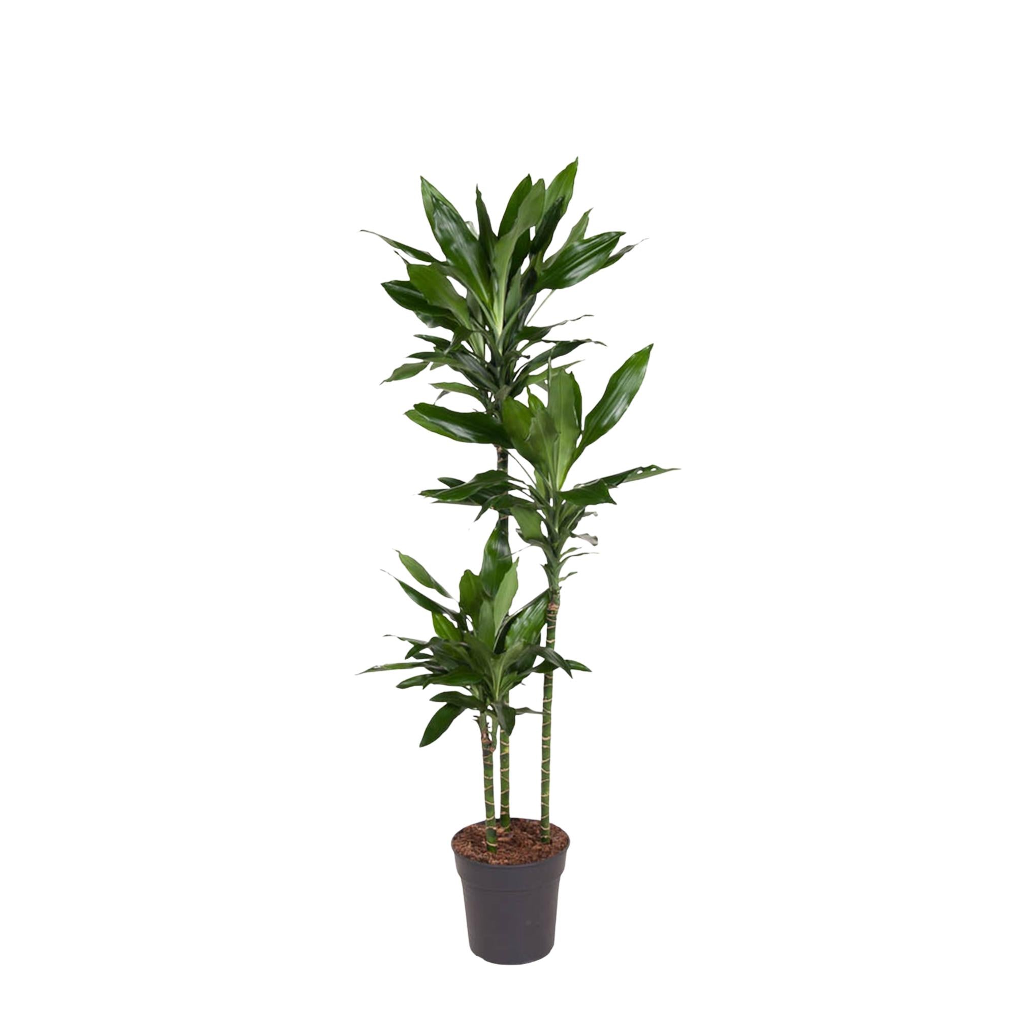 Dracaena Janet Lind - 150-160 cm - ø24