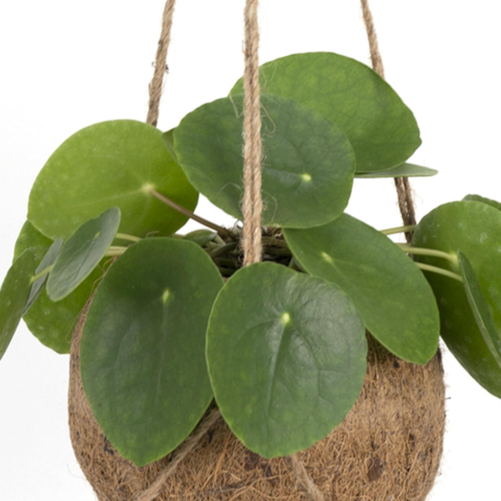 Kokodama Pilea Peperomiodes - Ø15cm - ↕20cm