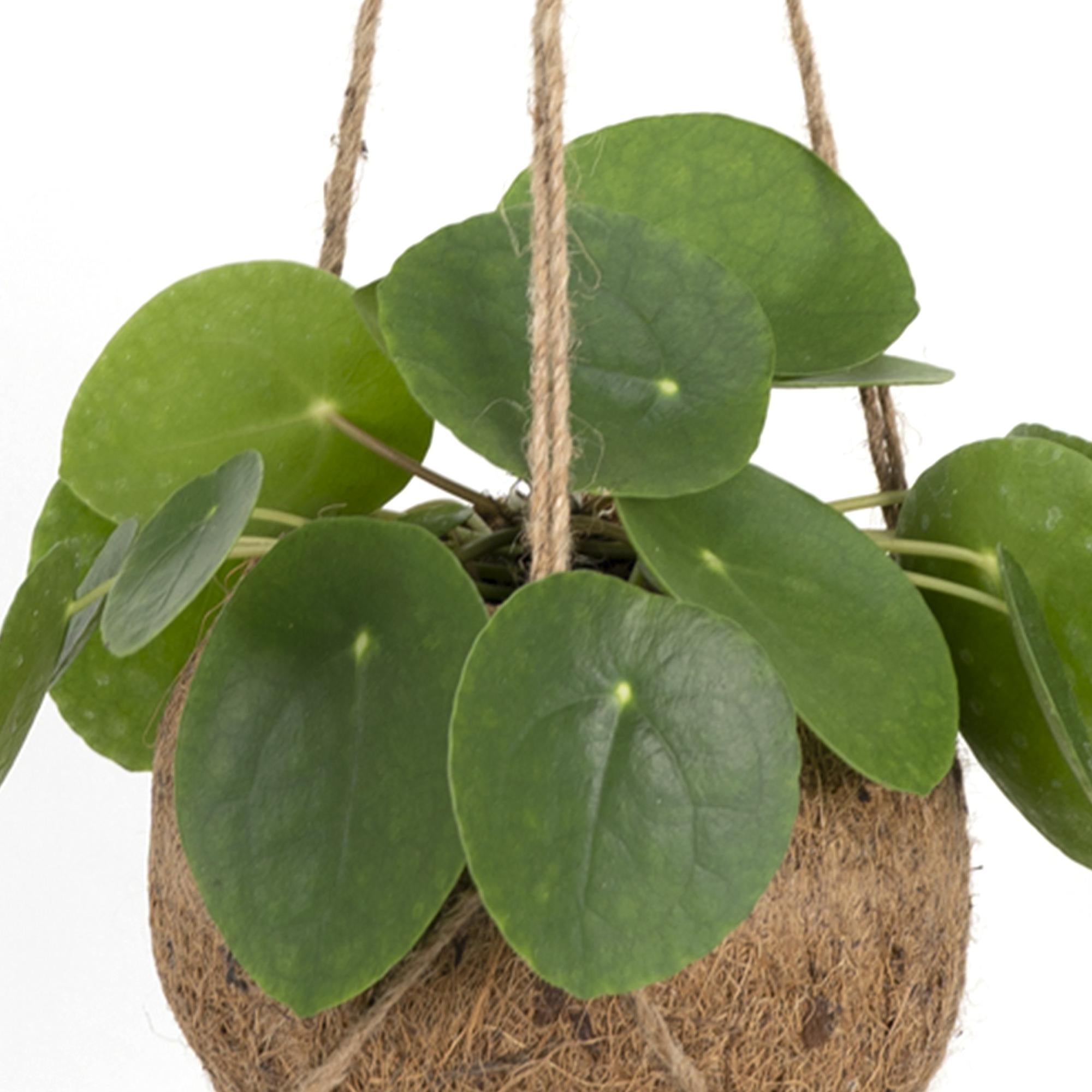 Kokodama Pilea Peperomiodes - Ø15cm - ↕20cm