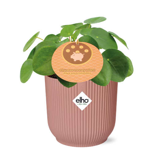 Mother's Day - Pilea Peperomioides 12cm in ELHO Vibes Fold 14cm roze