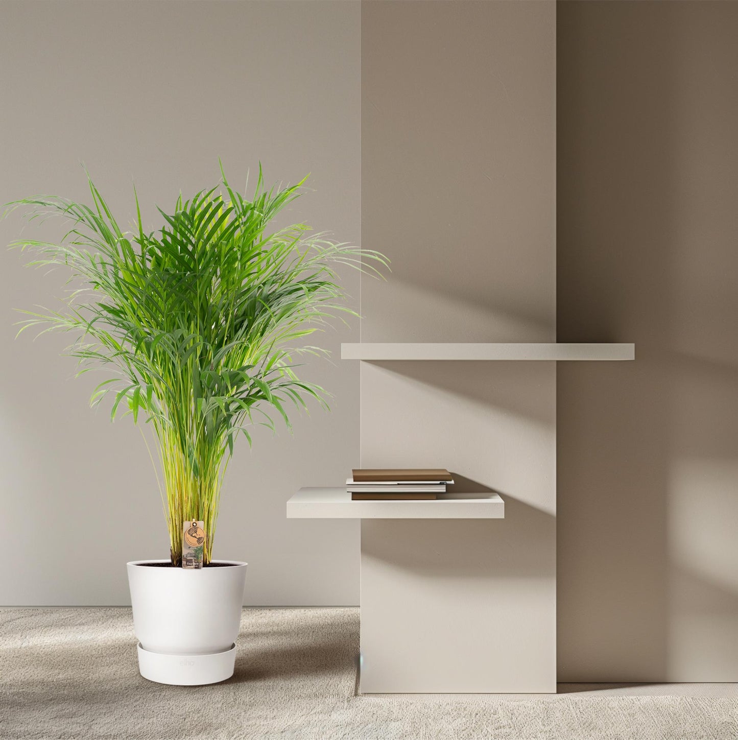 Areca palm - Ø21cm - ↕100cm