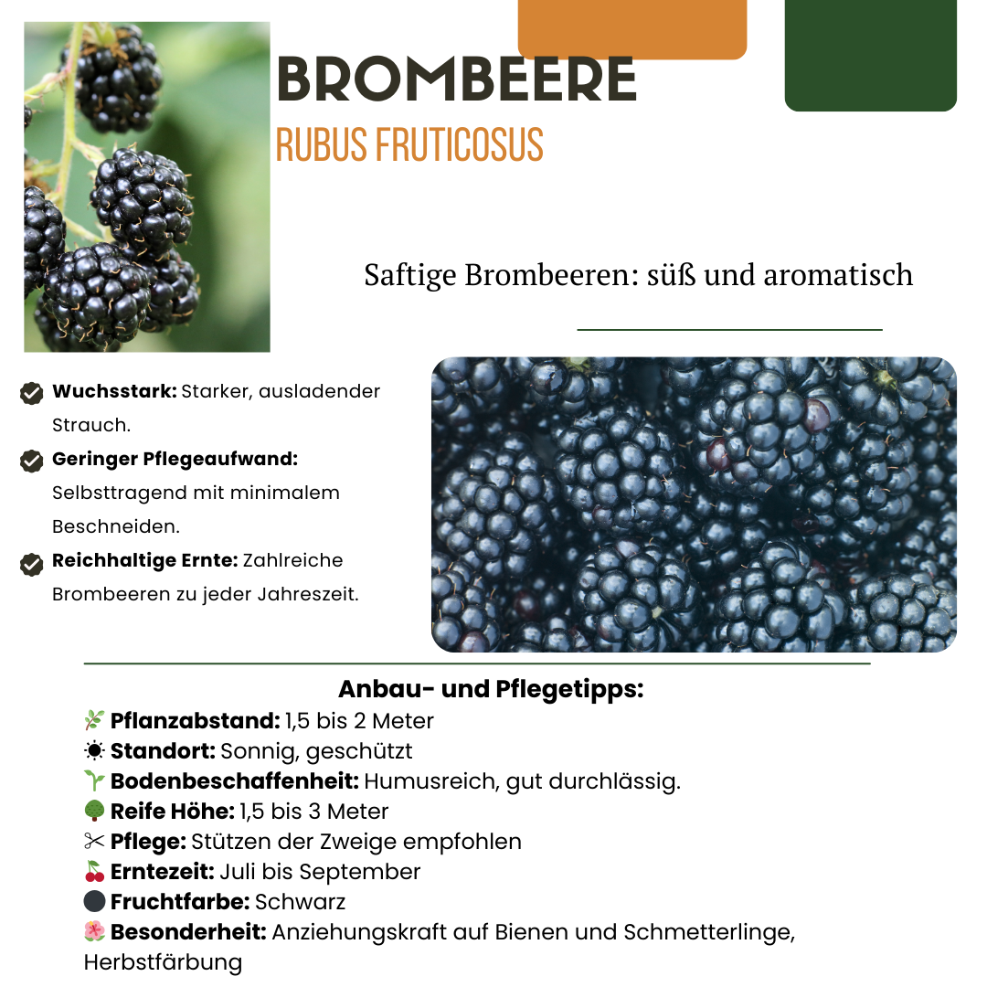 "Vruchten feestje" BIO Fruitplanten mix set van 3 verschillende soorten