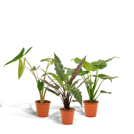 Alocasia Zebrina - Ø19cm - ↕75cm + Alocasia Cucullata - Ø19cm - ↕60cm + Alocasia Lauterbachiana - Ø19cm - ↕75cm