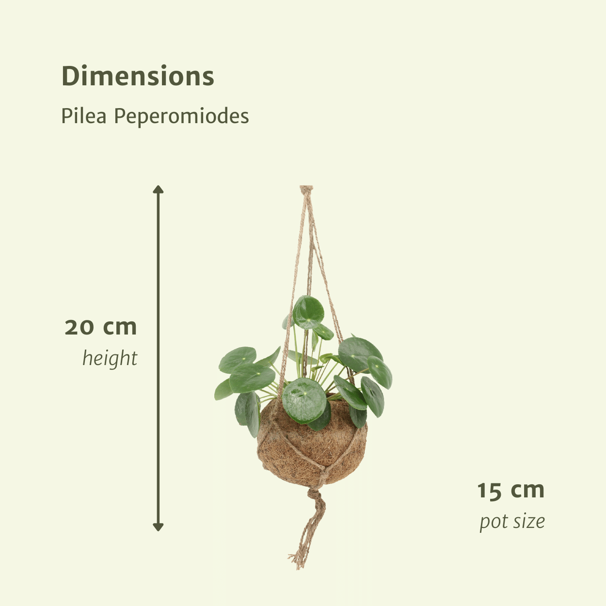 2x Kokodama Pilea Peperomiodes - Pannekoekenplant - 20cm - ø15
