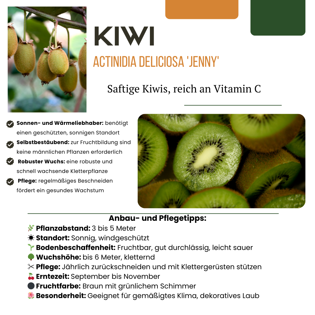 3 x Biologische kiwiplanten - Ø 13 cm - ↨ 20 cm