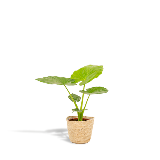 Alocasia Macrorrhiza - Ø19cm - ↕70cm + Mand Selin