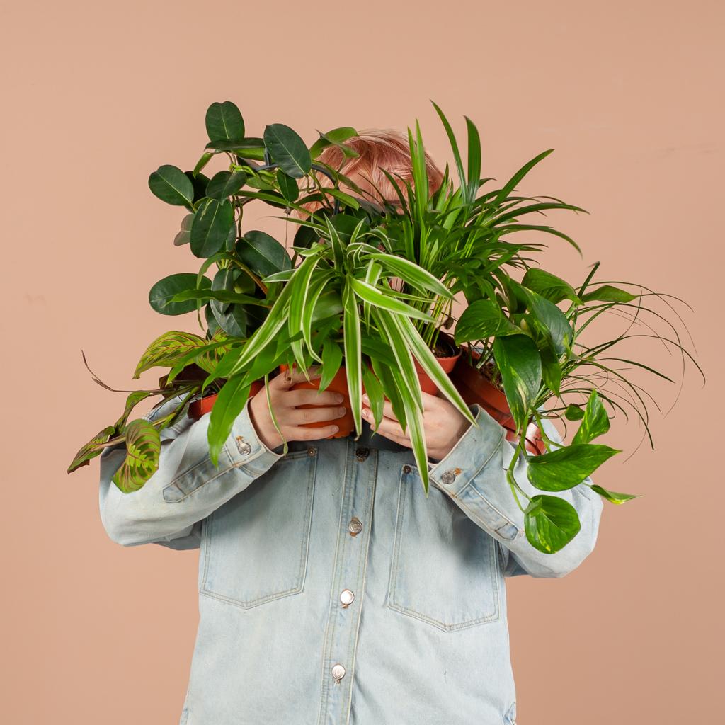 Groene Kneusjesbox (12 stuks)