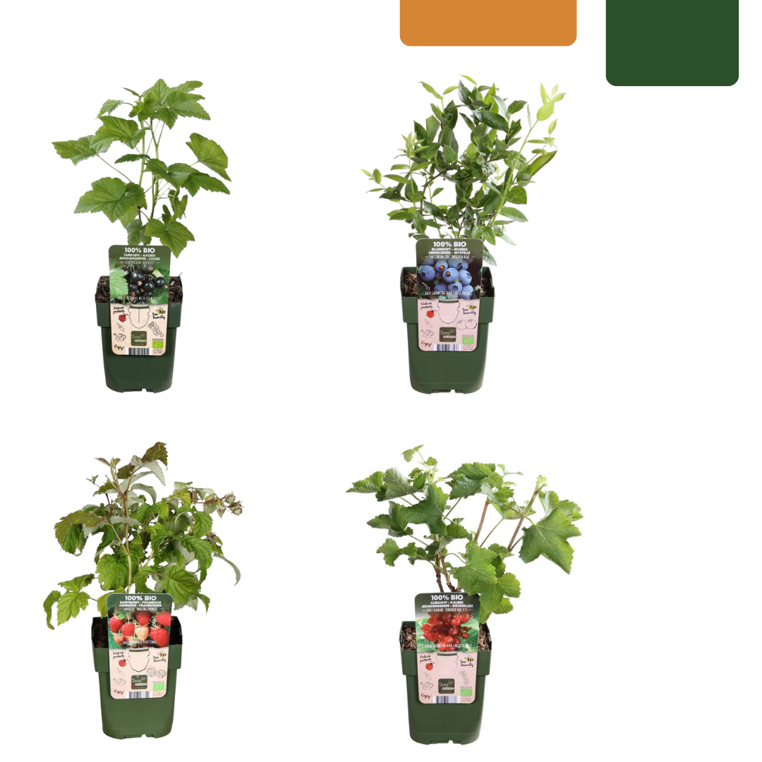 "Vruchtenparadijs" BIO Fruitplanten mix set van 4 verschillende soorten