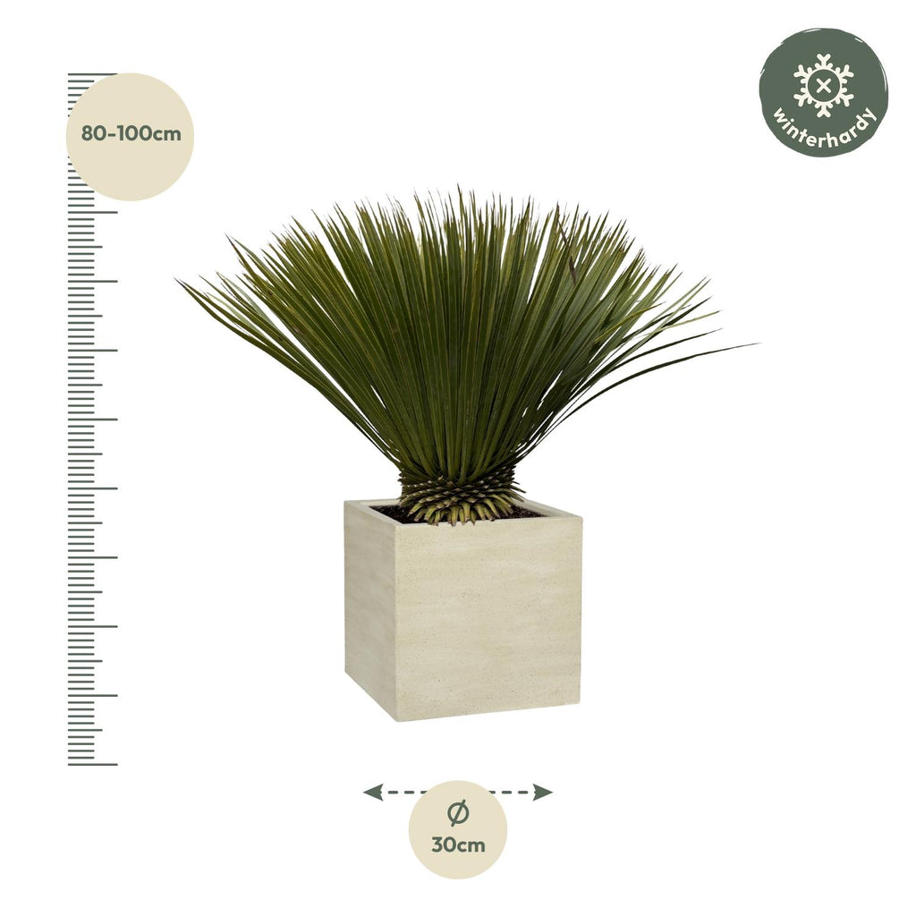Yucca Rostrata - 70cm- Ø30