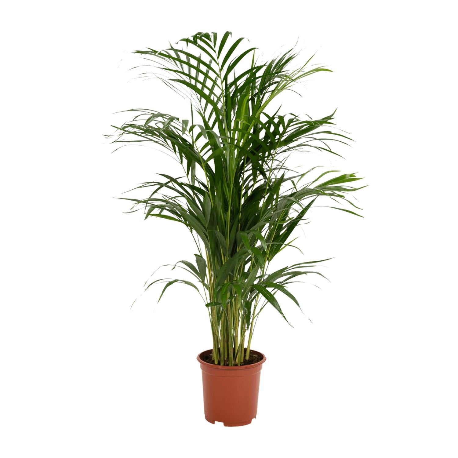 Areca palm - Ø17cm - ↕70cm