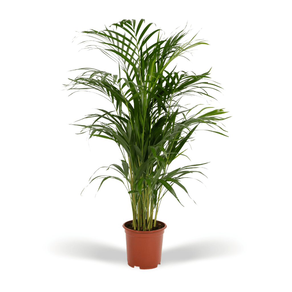 Areca palm - Ø17cm - ↕70cm