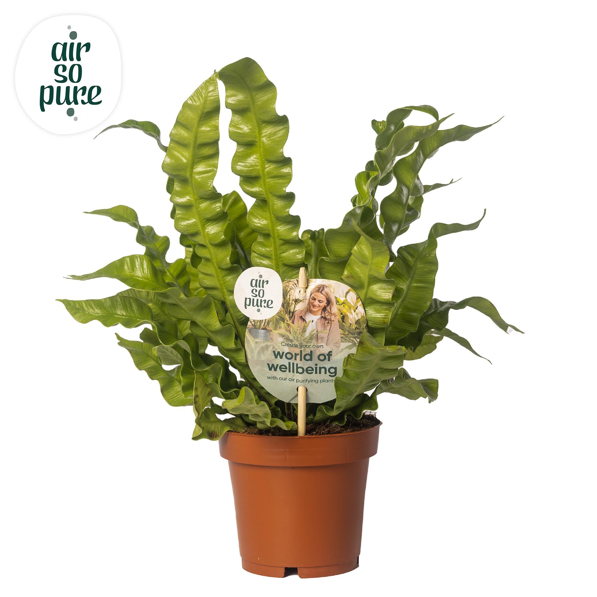 Asplenium Crispy Wave - Ø12cm - ↕25cm