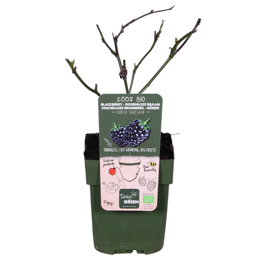 Rubus fruticosus 'Black Satin' - Doornloze Braam - Ø13cm - ↕45cm
