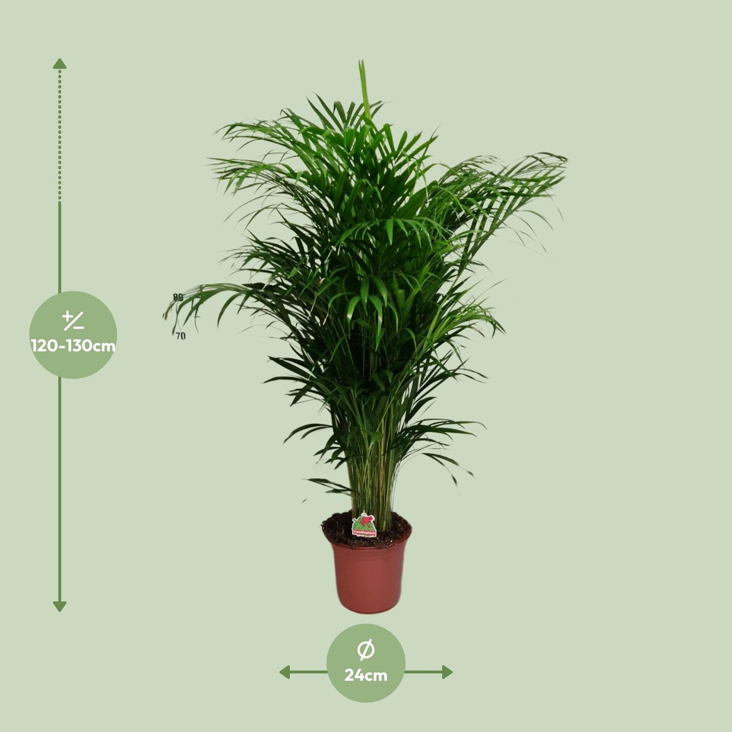 Dypsis Lutescens - Ø24cm - ↕125cm