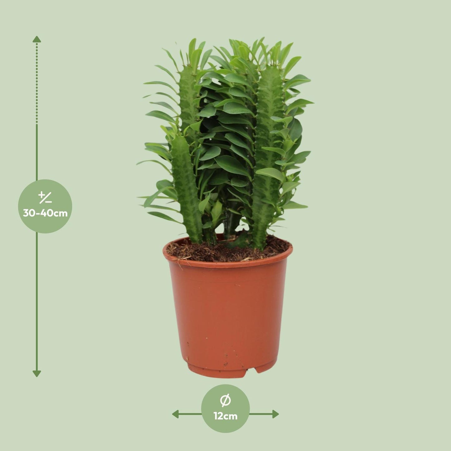 Euphorbia Trigona - Ø12cm - ↕40cm