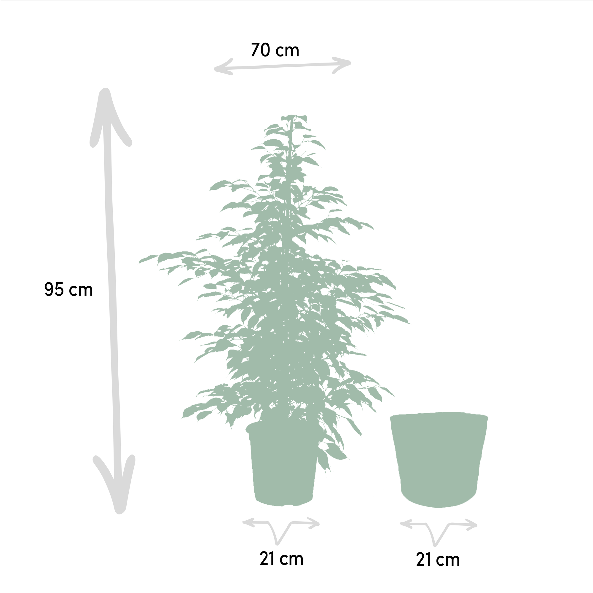 Ficus Benjamina Danielle - Ø21cm - ↕95cm + Ficus Benjamina Twilight - Ø21cm - ↕95cm + Ficus Microcarpa Moclame - Ø21cm - ↕95cm + Mand Selin