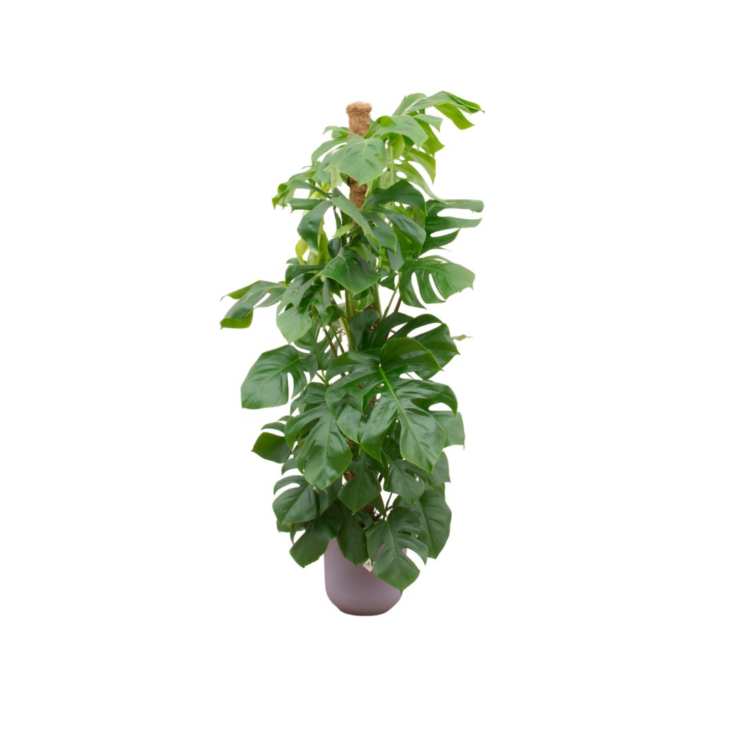 Monstera Pertusum XL inclusief elho Jazz Round lila Ø26 - 150 cm