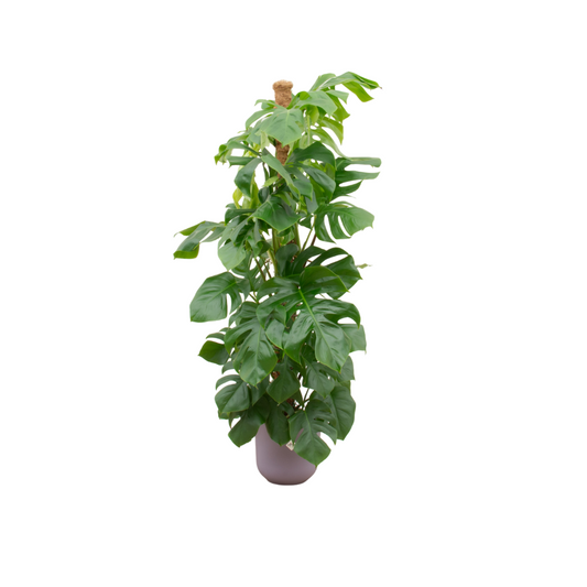 Monstera Pertusum XL inclusief elho Jazz Round lila Ø26 - 150 cm