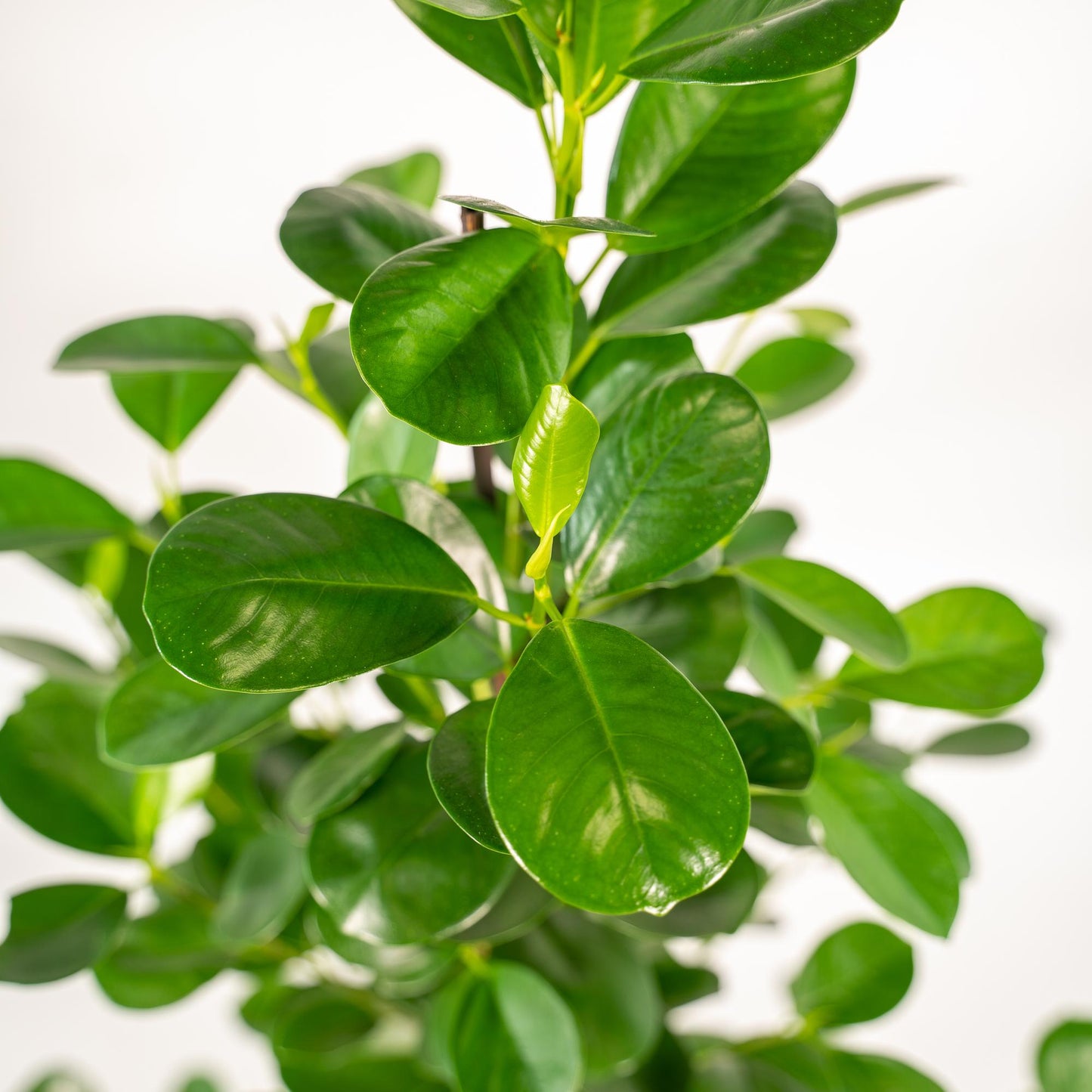 Ficus microcarpa Moclame - Ø21cm - ↕95cm + Mand Selin