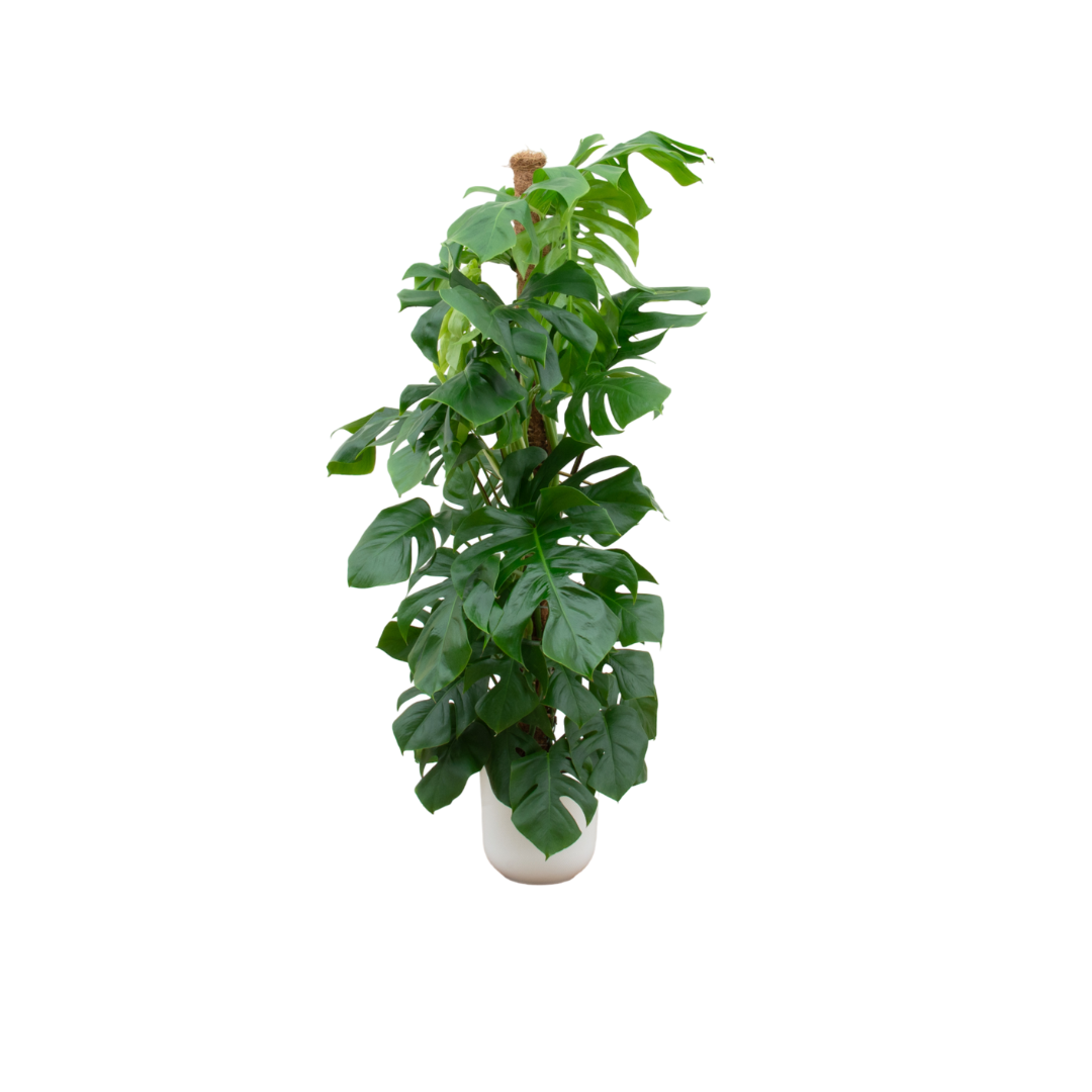 Monstera Pertusum XL inclusief elho Jazz Round wit Ø26 - 150 cm