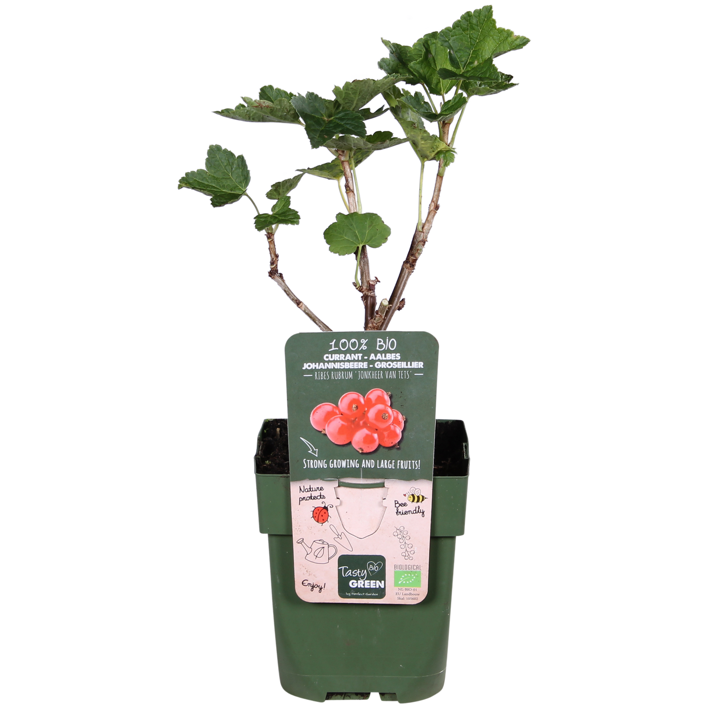 Ribes rubrum 'Jonkheer van Tets' - Aalbes - Ø13cm - ↕45cm