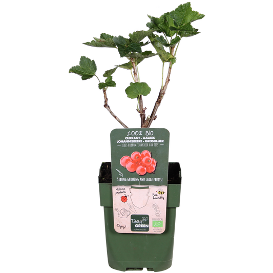 Ribes rubrum 'Jonkheer van Tets' - Aalbes - Ø13cm - ↕45cm