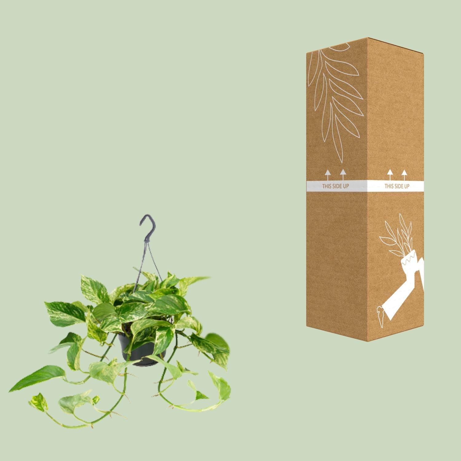 Epipremnum Marble Queen - Scindapsus - Ø15cm - ↕25cm - Ø15 - ↨25cm