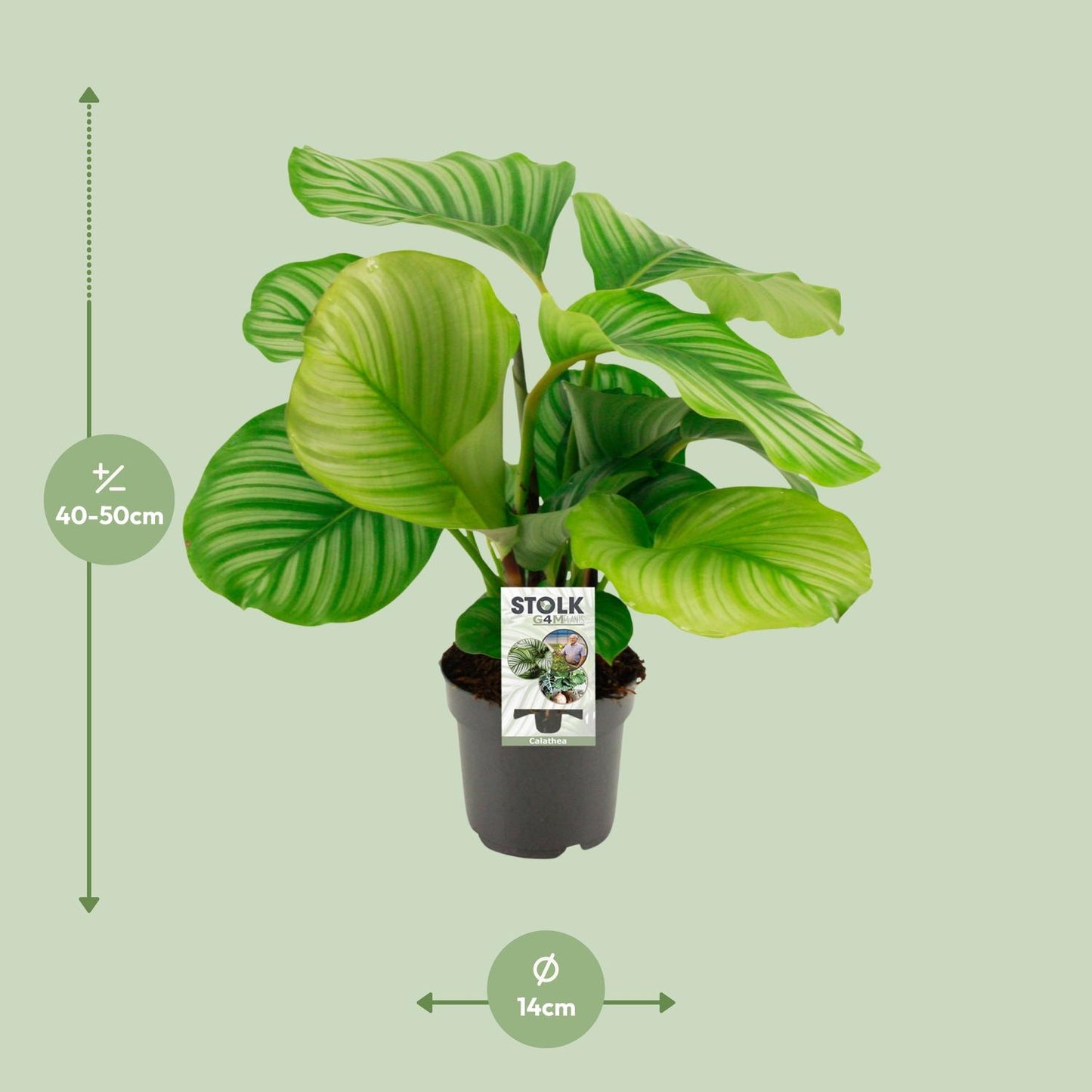 Calathea Orbifolia - Ø14cm - ↕50cm