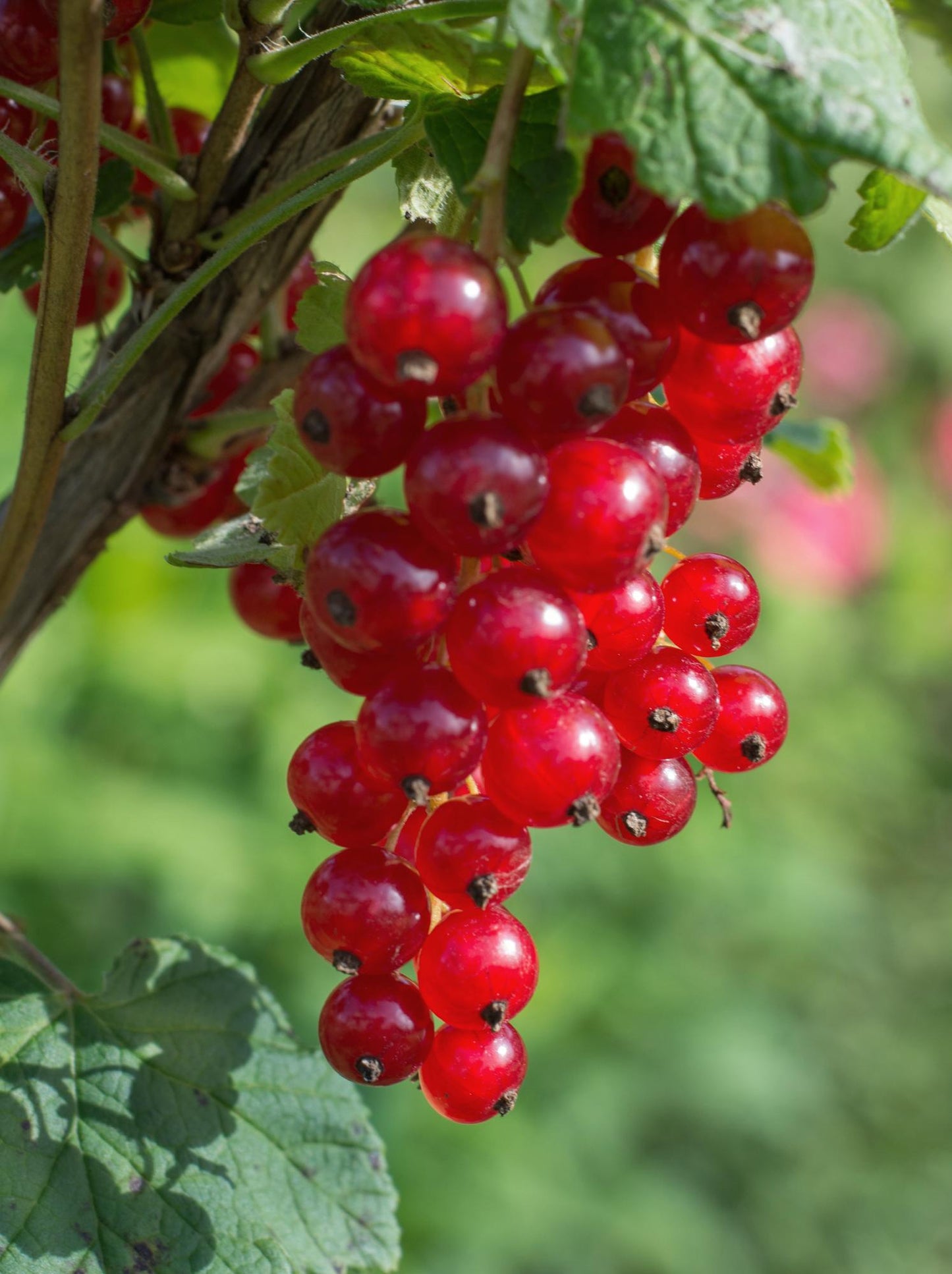 Ribes rubrum 'Jonkheer van Tets' - Aalbes - Ø13cm - ↕45cm