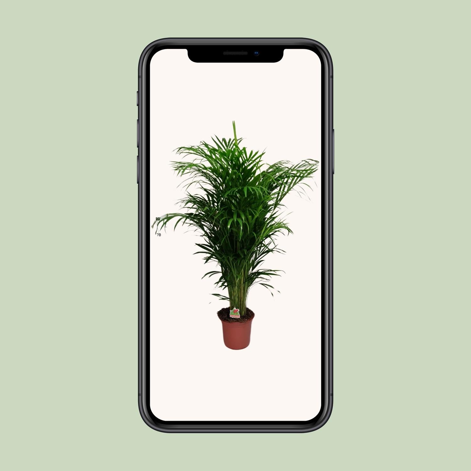 Dypsis Lutescens - Ø24cm - ↕125cm