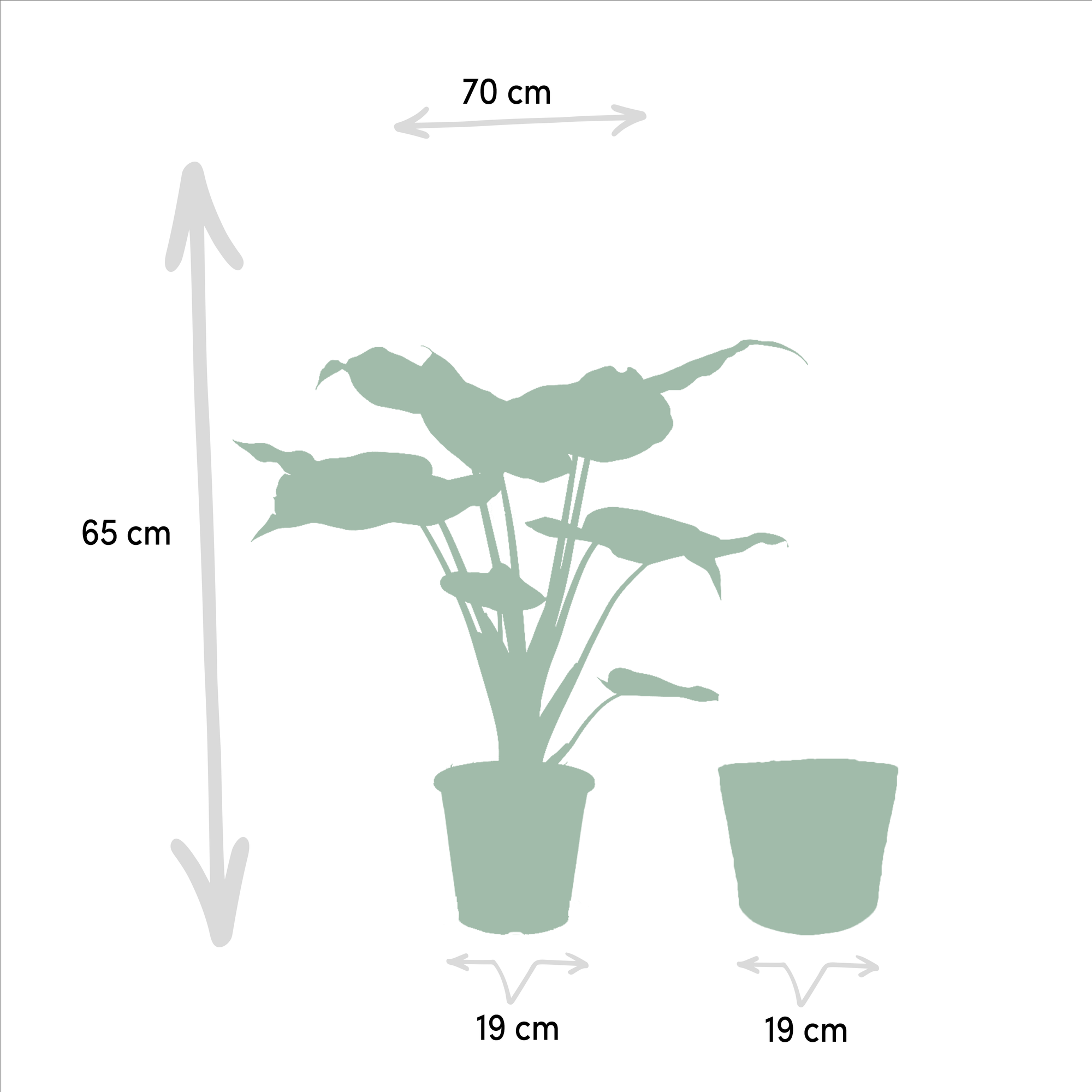 Alocasia Cucullata - Ø19cm - ↕60cm + Alocasia Lauterbachiana - Ø19cm - ↕75cm + Mand Selin