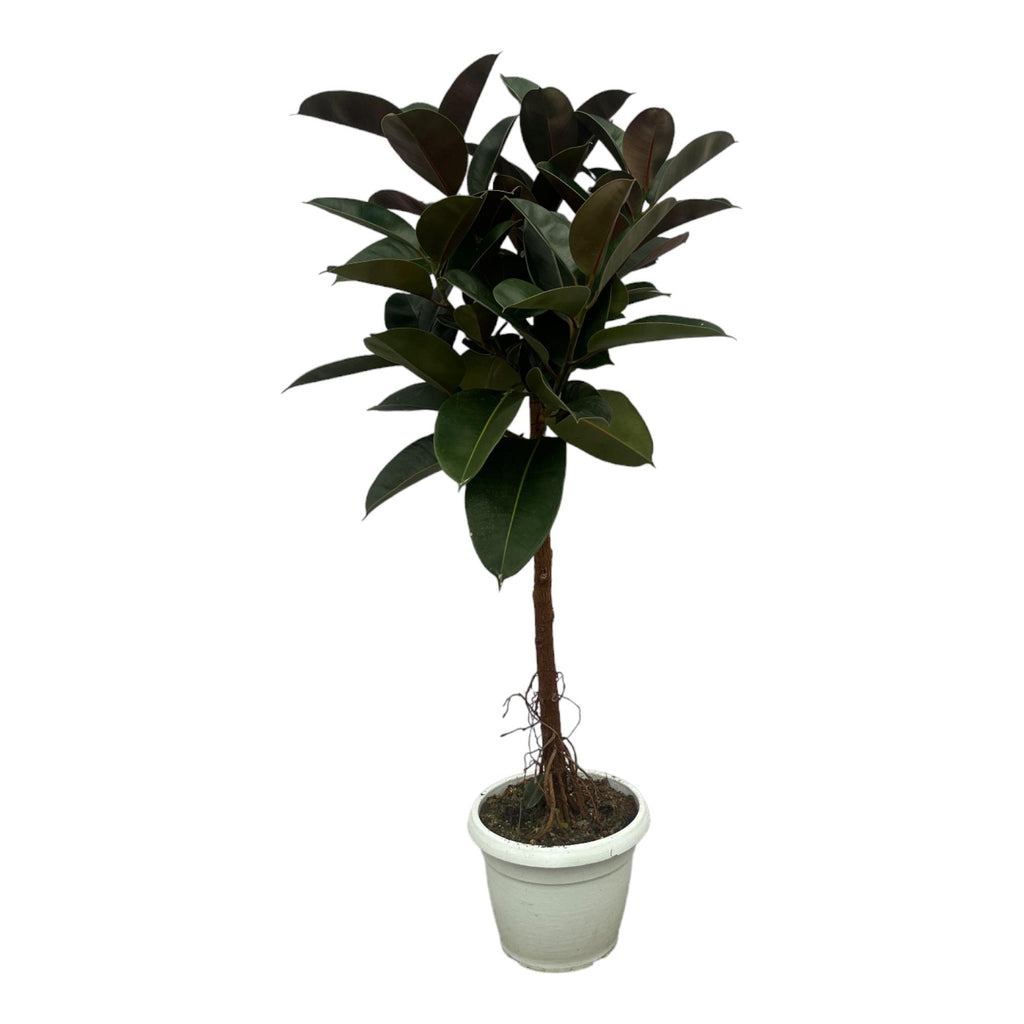 Ficus Elastica Robusta stam - 130 cm - Ø24cm