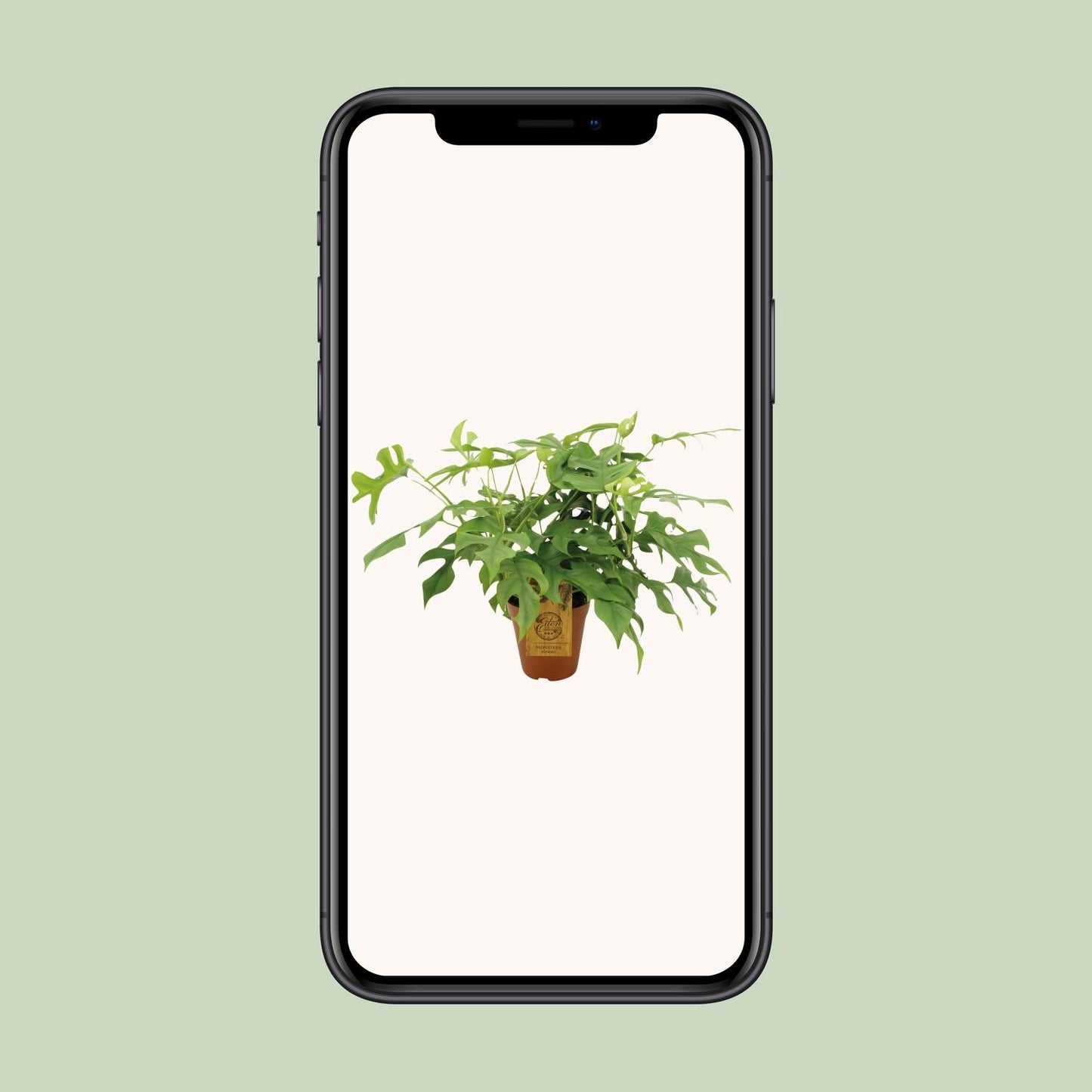 Monstera Minima - Ø15cm - ↕40cm