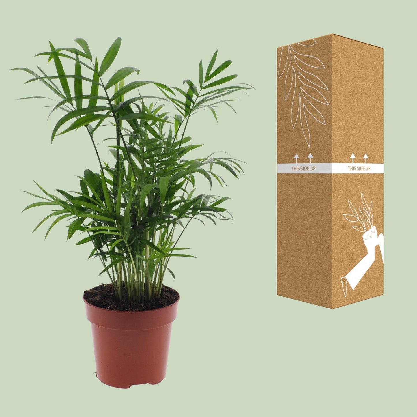 Chamaedorea Elegans - Mexicaanse Bergpalm - Ø12cm - ↕40cm