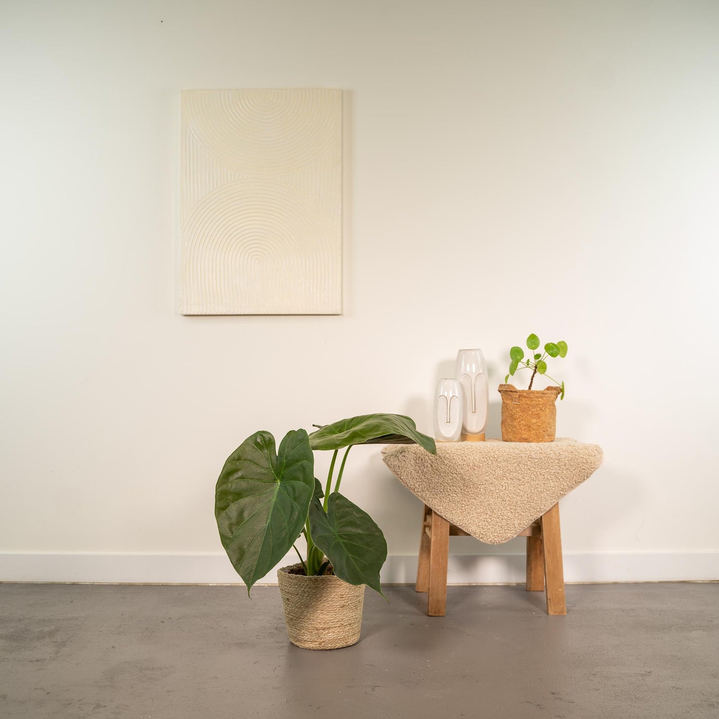 Alocasia Wentii - Ø19cm - ↕65cm + Mand Selin