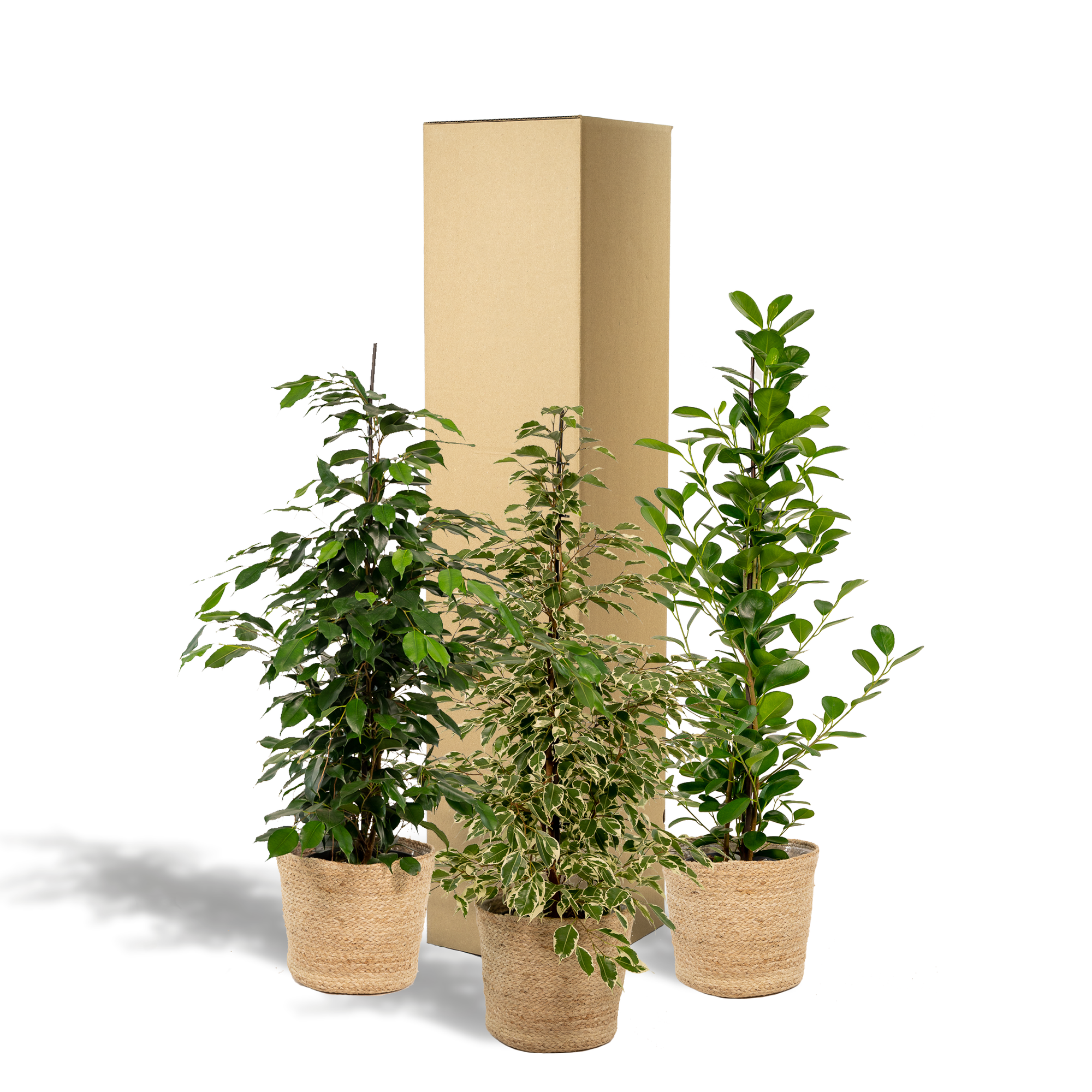 Ficus Benjamina Danielle - Ø21cm - ↕95cm + Ficus Benjamina Twilight - Ø21cm - ↕95cm + Ficus Microcarpa Moclame - Ø21cm - ↕95cm + Mand Selin