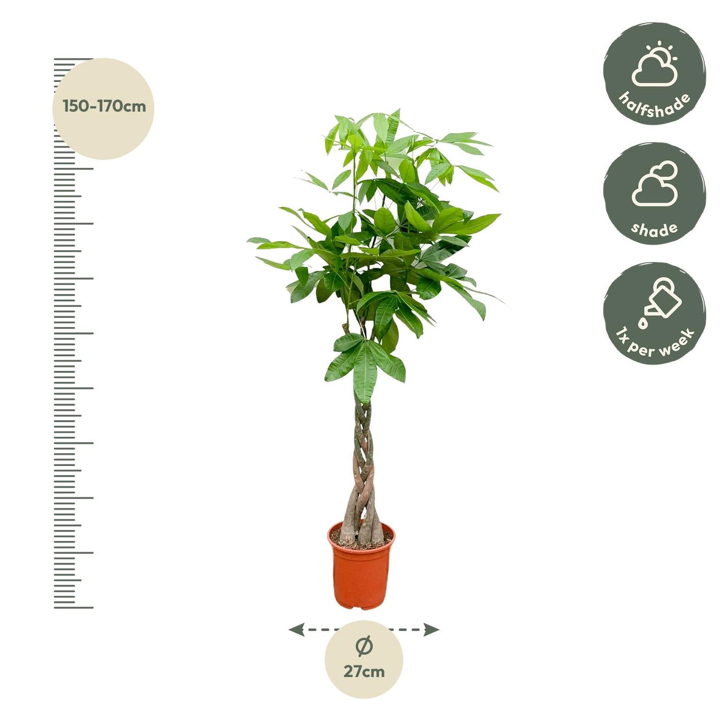 Pachira Aquatica - 160cm - ø24