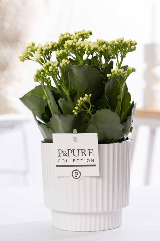 Kalanchoe White In P&PURE Ivy Ceramics - Ø12cm - ↕27cm